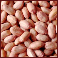 PEANUTS Manufacturer Supplier Wholesale Exporter Importer Buyer Trader Retailer in Palanpur Gujarat India